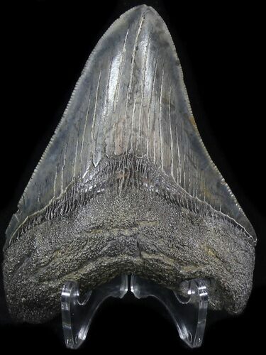 Serrated Megalodon Tooth - South Carolina #30658